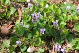 Viola epipsila. Группа цветущих растений. Тверская обл., Весьегонский р-н, край соснового бора возле безымянного ручья. 21 мая 2022 г.