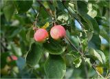 Malus prunifolia