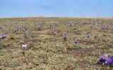 Pulsatilla turczaninovii