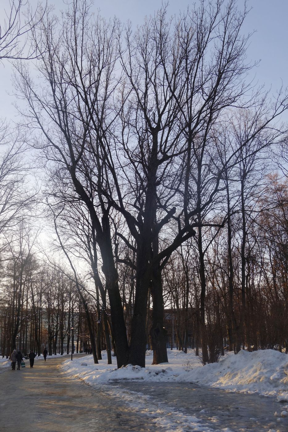 Изображение особи Quercus robur.