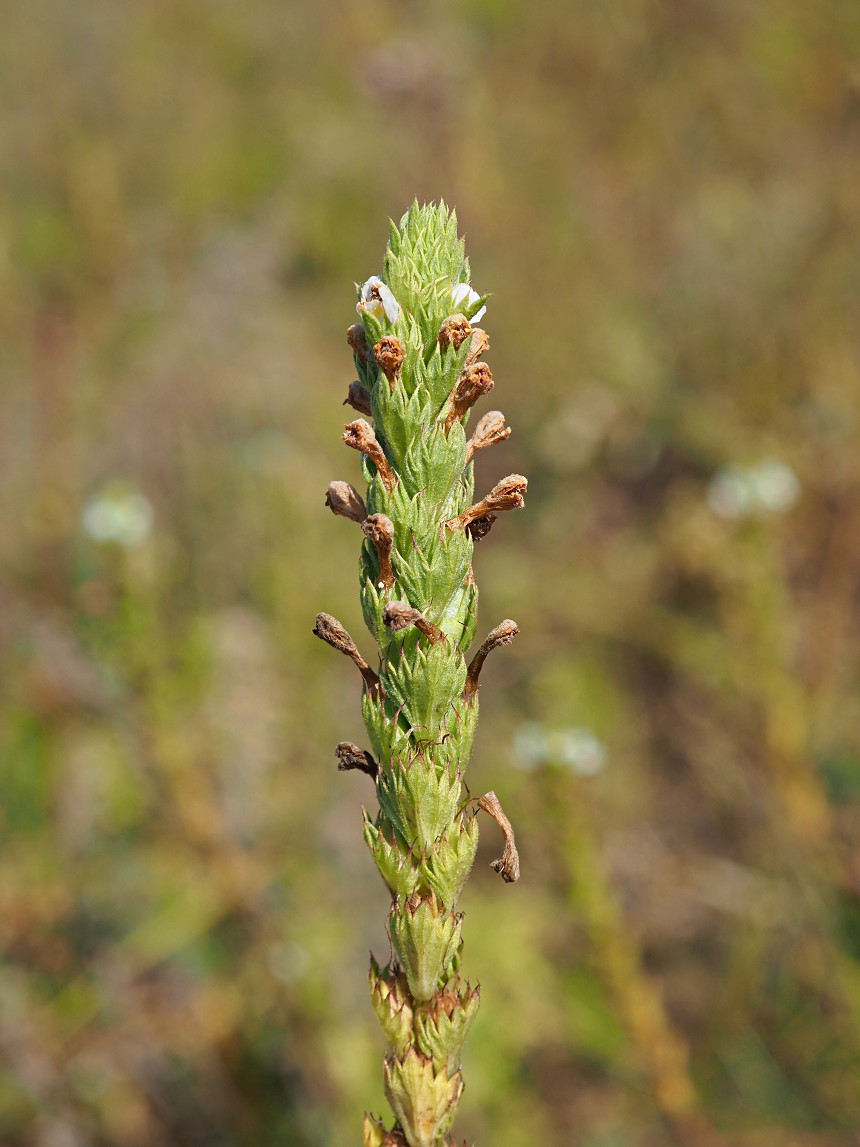 Изображение особи Euphrasia pectinata.