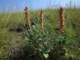 Hedysarum grandiflorum. Отцветшее растение. Татарстан, Новошешминский р-н, окр. пос. Совхоз «Красный Октябрь», памятник природы \"Склоны Коржинского\", степь. 10.07.2022.