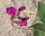 Lathyrus japonicus ssp. pubescens