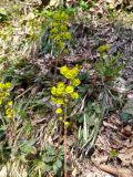 Euphorbia amygdaloides