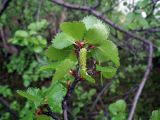 Betula &times; alpestris