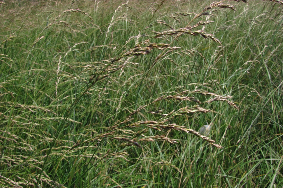 Изображение особи Festuca arundinacea.