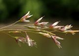 Deschampsia cespitosa