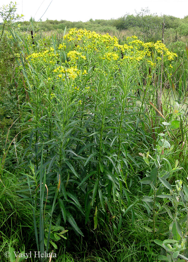 Image of Senecio paludosus specimen.