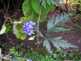 Aconitum taigicola