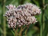 Eupatorium lindleyanum. Соцветие. Приморье, окр. Артёма, Владивостокский аэропорт \"Кневичи\". 24.08.2009.