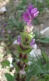 Salvia viridis. Верхушка цветущего растения. Израиль, Северный Негев, лес Лаав. 25.02.2013.