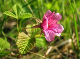 Rubus arcticus. Цветок. Карелия, берег оз. Сегозеро. 13.06.2009.