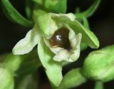 Epipactis krymmontana. Цветок. Крым, Белогорский р-н, окр. с. Земляничное, буково-грабовый лес. 23 июня 2013 г.