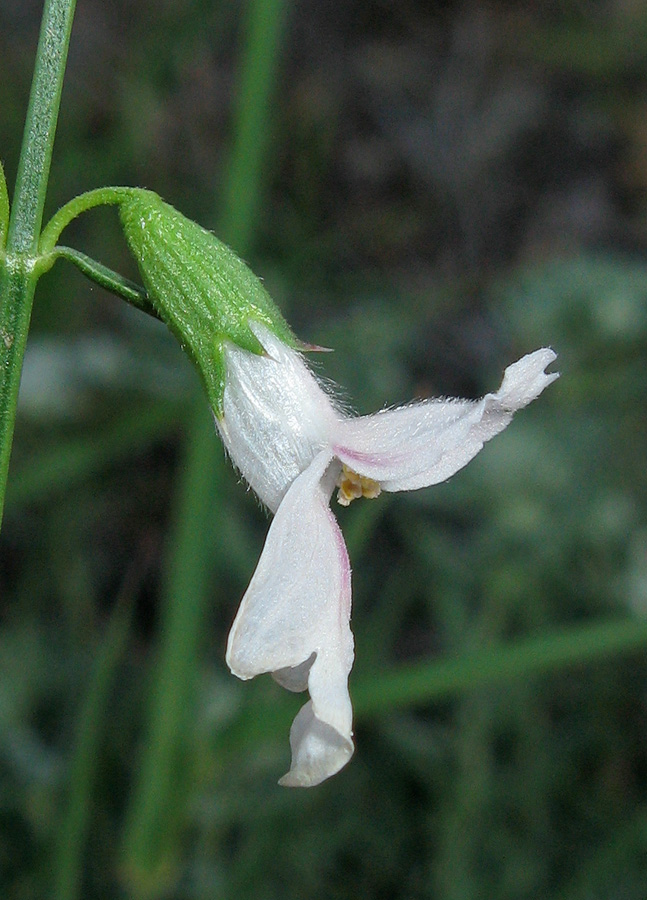Image of Stachys angustifolia specimen.