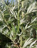 Artemisia vulgaris