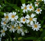 Stellaria holostea