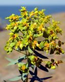 Euphorbia stepposa. Верхушка цветущего растения. Крым, Керченский п-ов, Караларская степь. Июнь 2010 г.
