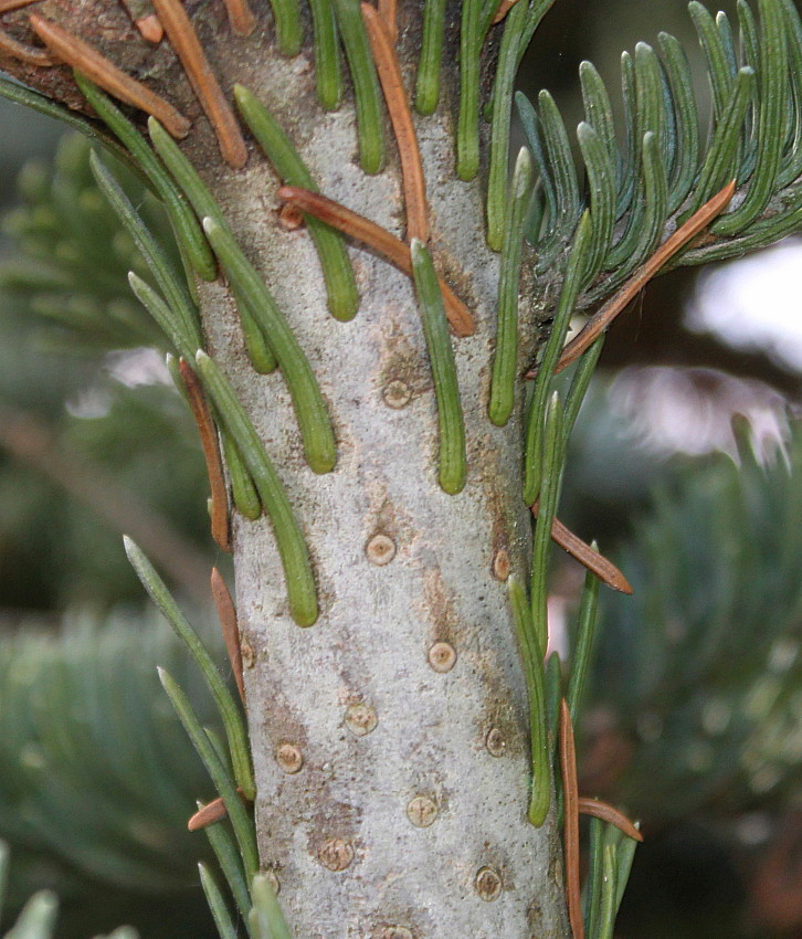 Изображение особи Abies procera f. glauca.