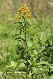 Lysimachia vulgaris. Верхушка цветущего растения. Ростовская обл., Неклиновский р-н, Троицкое с/п, дол. р. Миус. 19.06.2014.