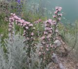 Echium vulgare