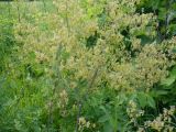 Thalictrum minus. Верхушки цветущих растений. Кемеровская обл., г. Прокопьевск. 07.07.2014.