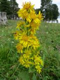 Solidago virgaurea ssp. dahurica