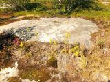 Solidago подвид lapponica