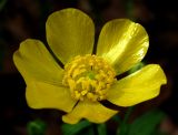 Ranunculus grandiflorus. Цветок. Краснодарский край, Сочи, окр. Адлера, широколиственный лес. 16.02.2015.