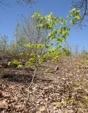 Fagus orientalis. Молодое дерево на опушке леса. Краснодарский край, м/о г. Геленджик, окр. пос. Возрождение, гора Михайловка, дубово-буково-грабовый лес с примесью тиса ягодного. 25.04.2015.