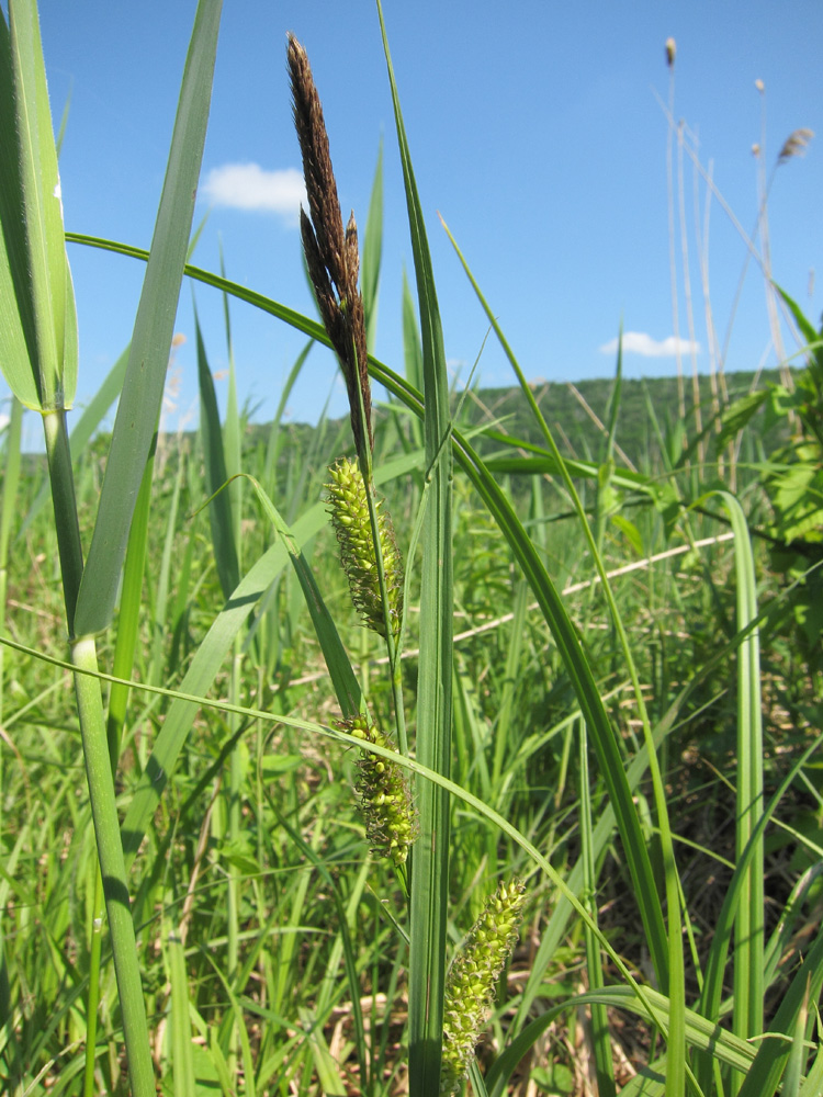 Изображение особи Carex riparia.