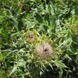 Cirsium pugnax