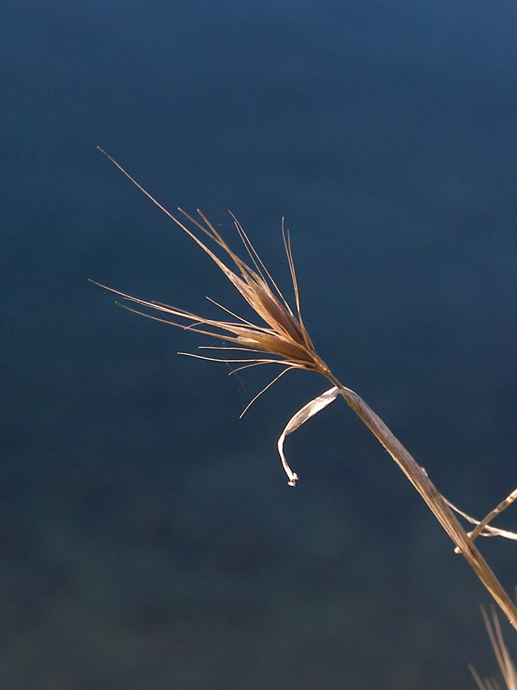 Изображение особи Hordeum geniculatum.