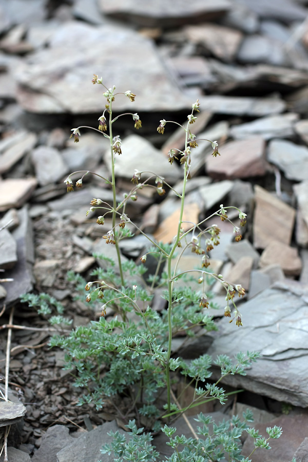 Изображение особи Thalictrum isopyroides.