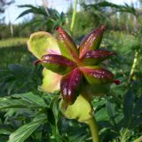 Paeonia anomala