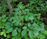 Paeonia obovata