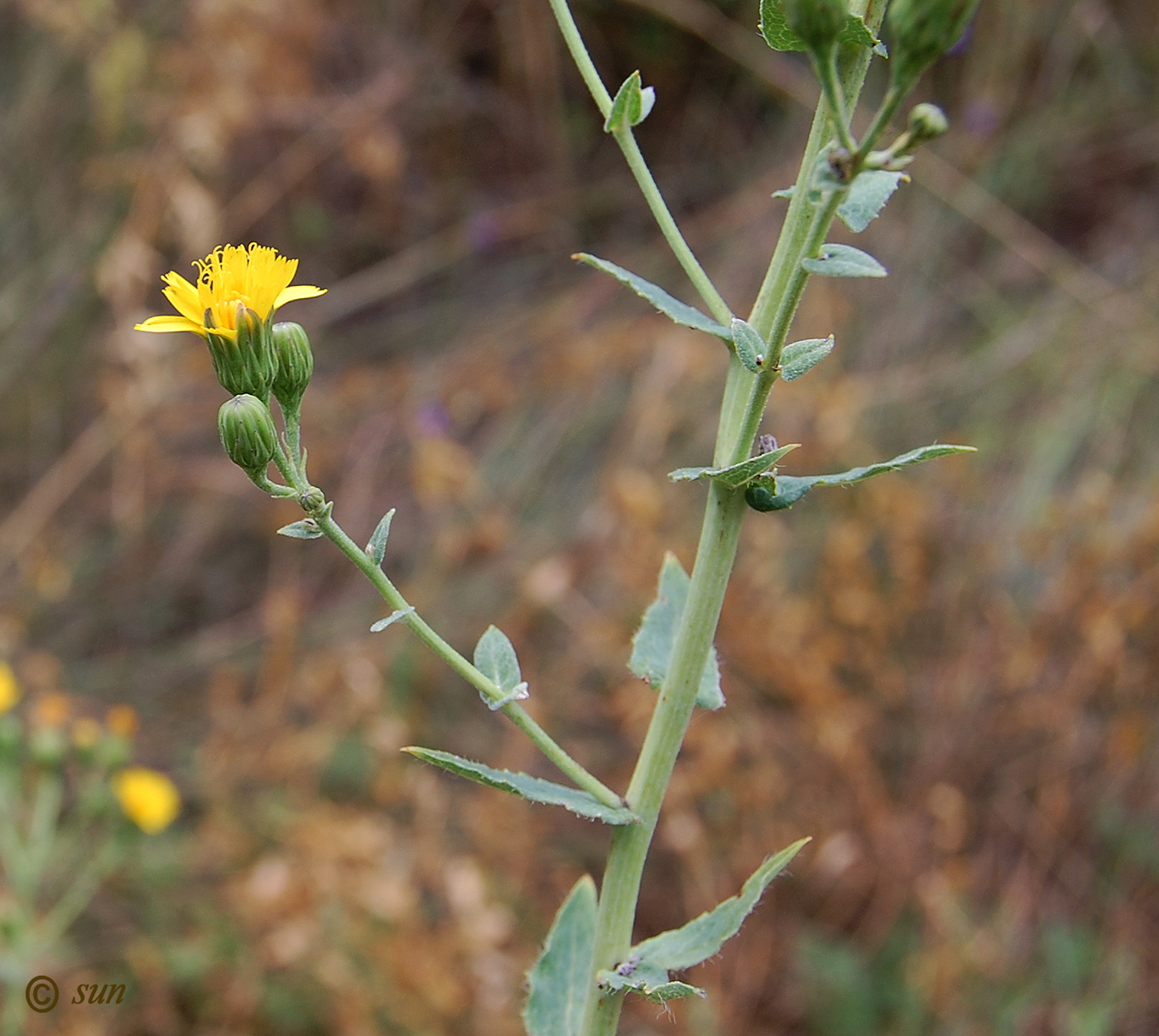 Изображение особи Hieracium virosum.