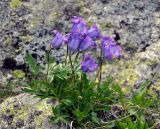 Campanula ciliata. Цветущие растения. Северная Осетия, Ирафский р-н, долина р. Гебидон, каменистый склон (выс. около 2500 м н.у.м.). 07.07.2016.