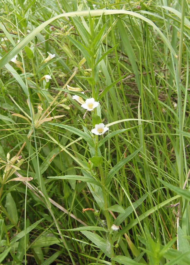 Изображение особи Gratiola officinalis.