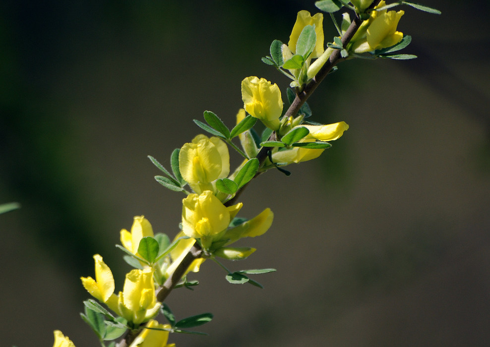 Изображение особи Chamaecytisus ruthenicus.