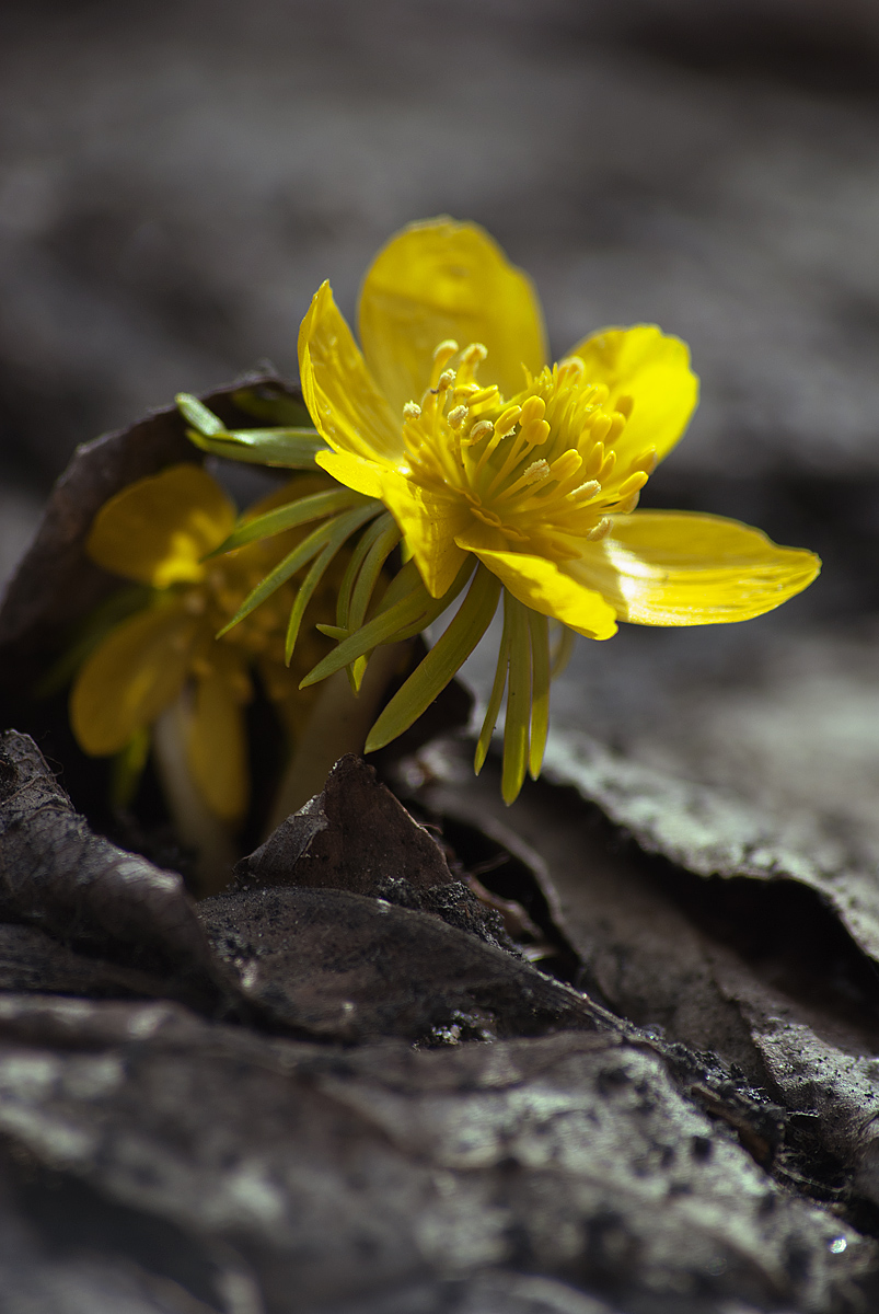 Изображение особи Eranthis cilicica.