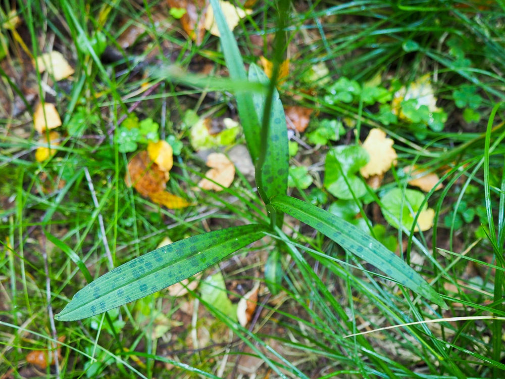 Изображение особи Dactylorhiza maculata.