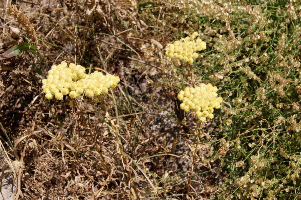 Изображение особи род Helichrysum.