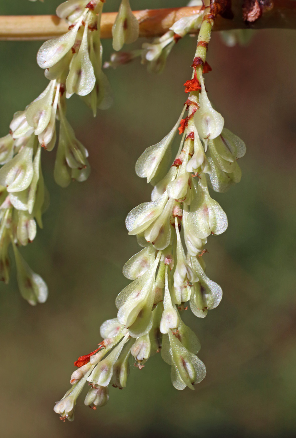 Изображение особи Reynoutria japonica.