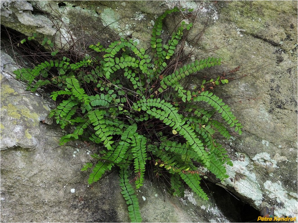 Изображение особи Asplenium trichomanes.