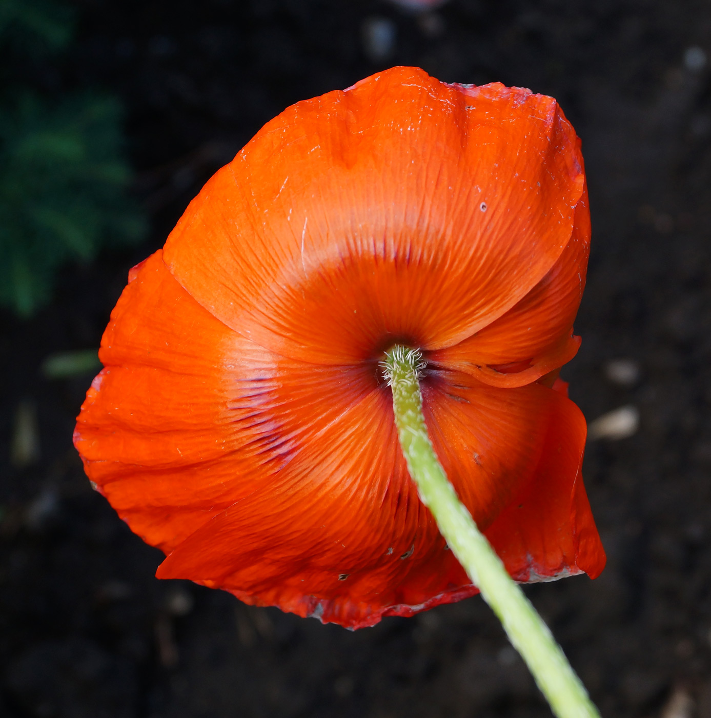 Изображение особи Papaver orientale.