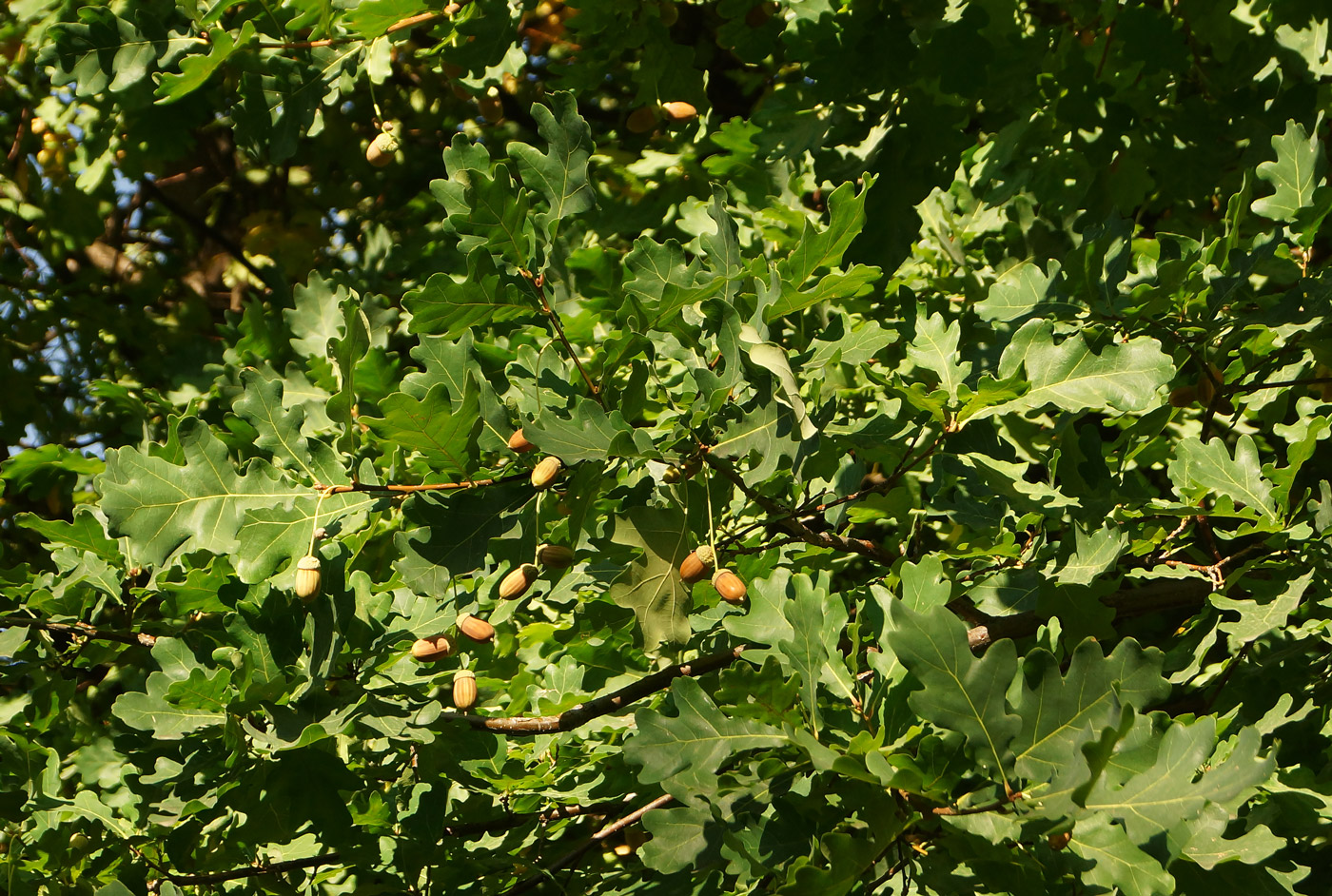 Image of Quercus robur specimen.