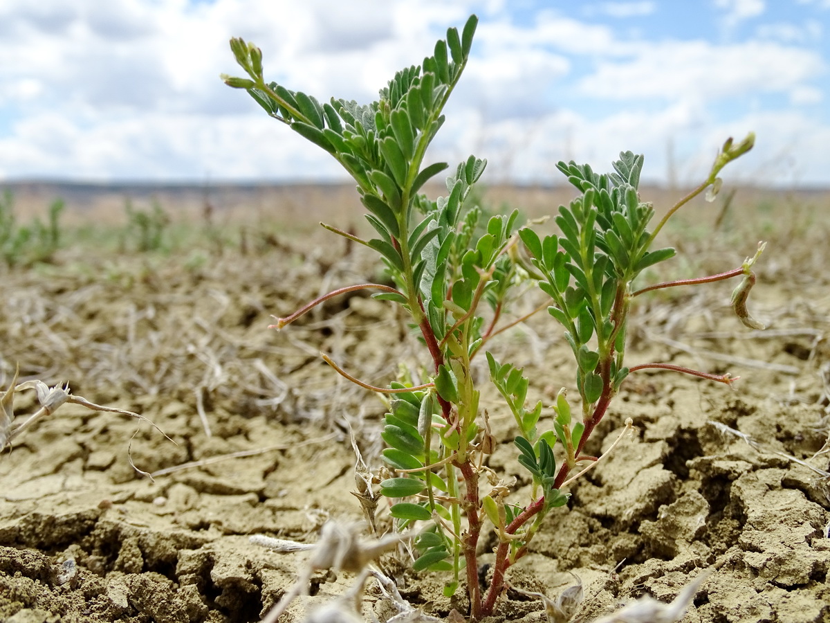 Изображение особи Astragalus reticulatus.