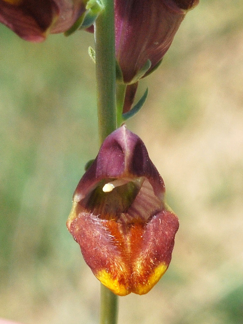 Изображение особи Linaria popovii.