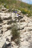 Campanula rotundifolia. Цветущее растение. Псковская обл., Псковский р-н, окр. погоста Выбуты, берег р. Великая, верхняя часть известнякового обрыва. 26.06.2018.