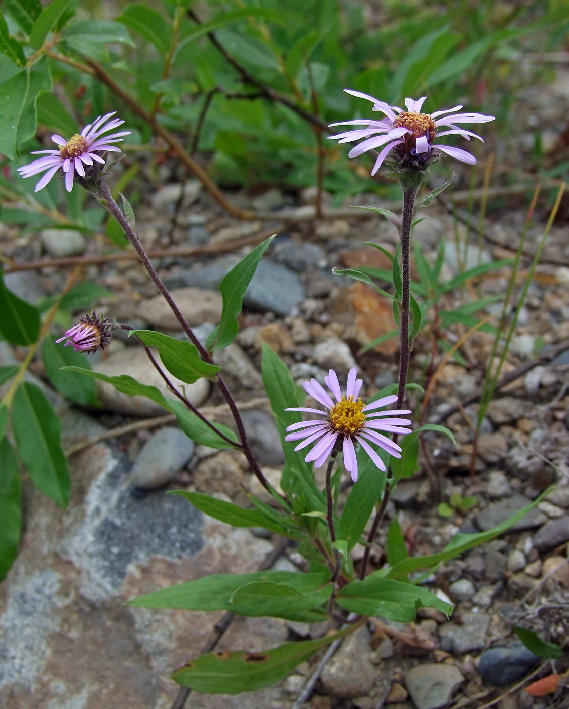 Изображение особи Aster sibiricus.